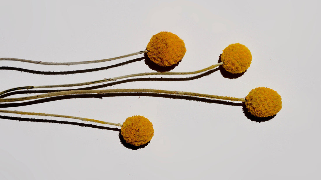 Your Inner Autumn: Understanding the Luteal Phase