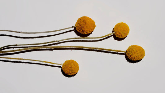 Your Inner Autumn: Understanding the Luteal Phase