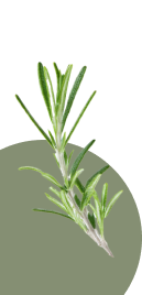 Rosemary Leaf