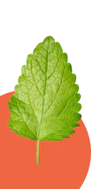 Lemon Balm