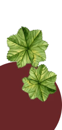 Lady’s Mantle Leaf